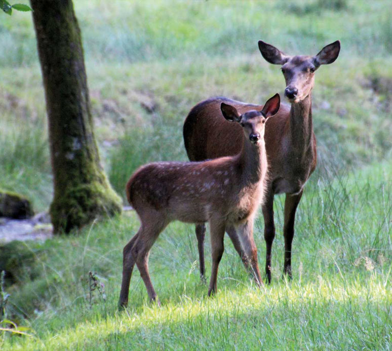 Zwei Rehe auf einer Wiese am Waldrand.