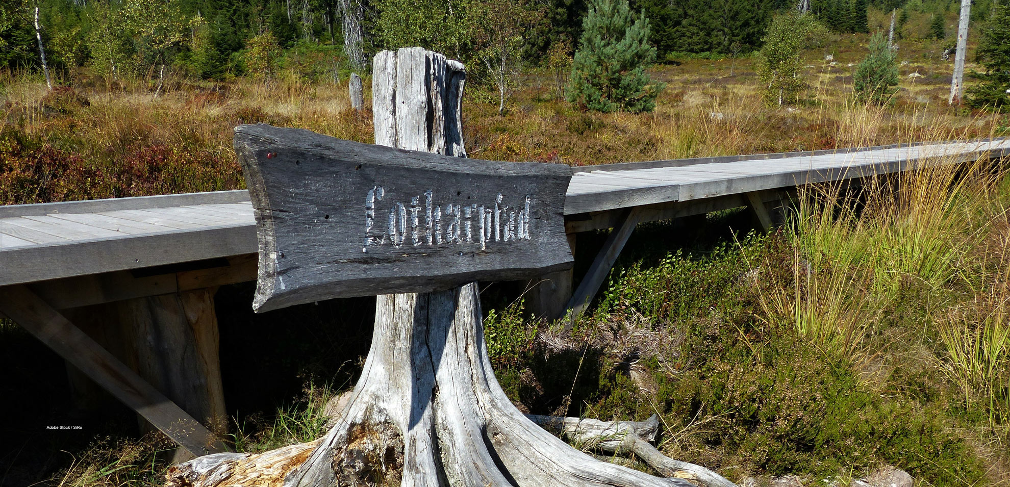 Wegweiser auf einem Baumstumpf mit der Aufschrift „Lotharpfad“, umgeben von Waldpfad.