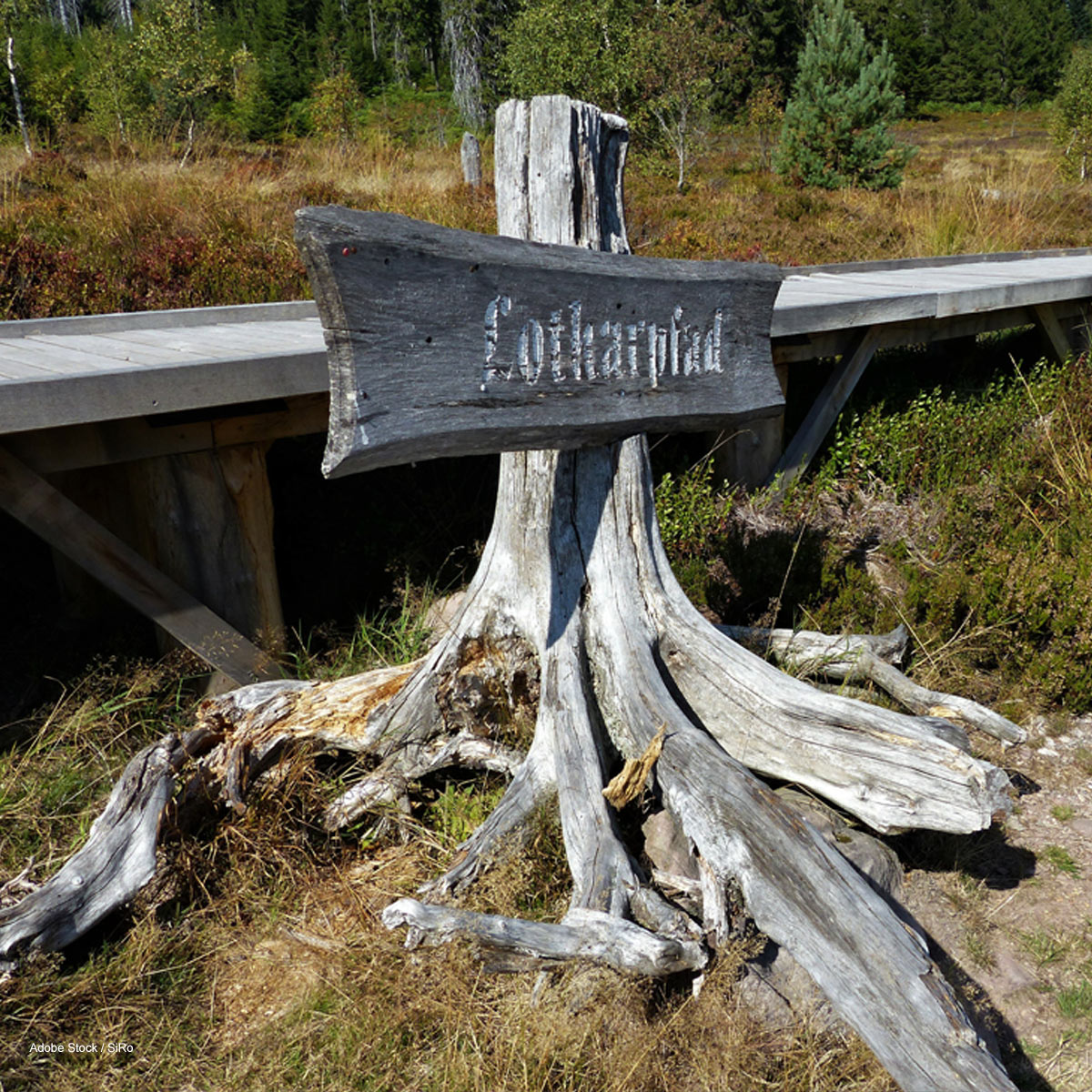 Wegweiser auf einem Baumstumpf mit der Aufschrift „Lotharpfad“, umgeben von Waldpfad.