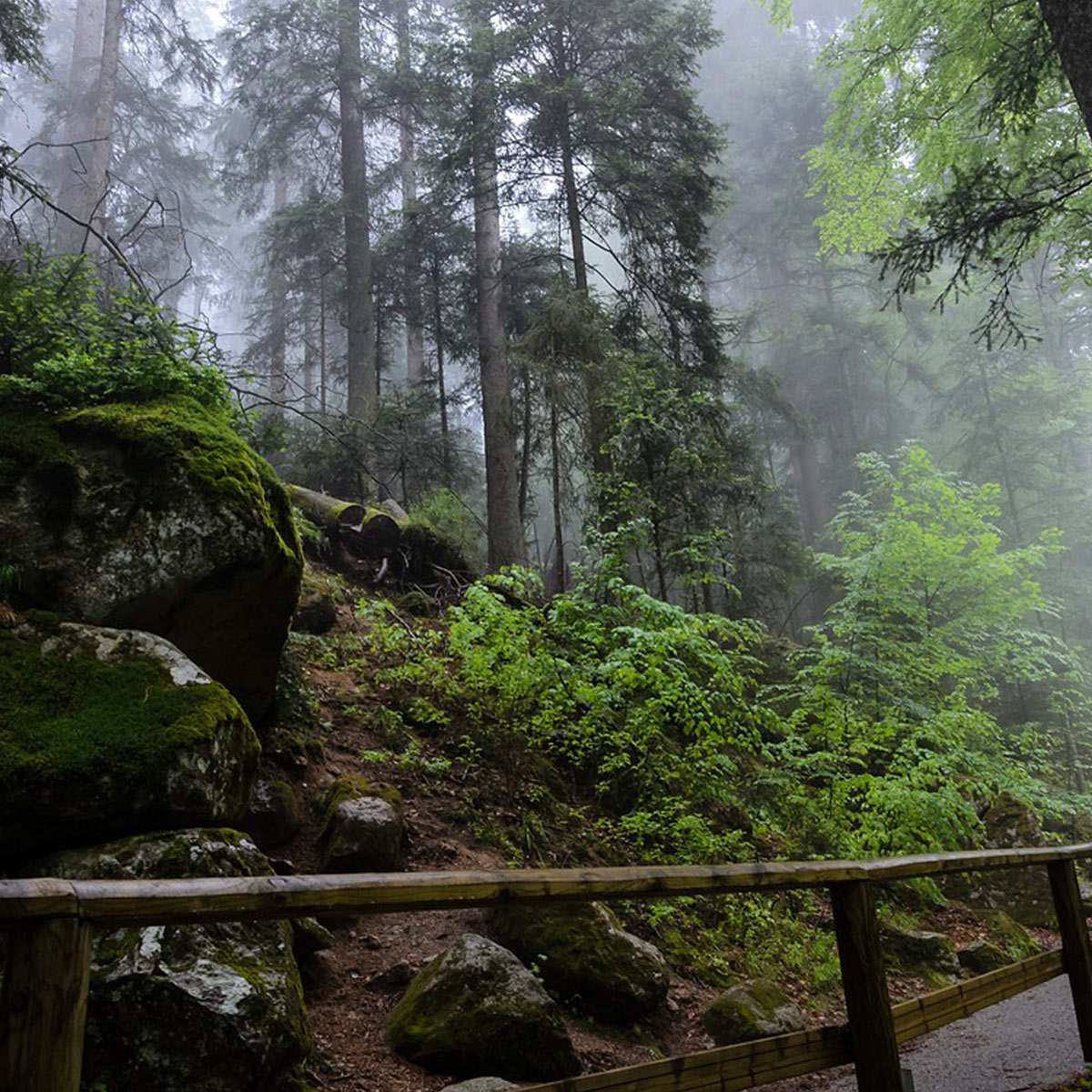 Nebliger Waldweg im Schwarzwald mit moosbedeckten Felsen und hohen Bäumen.