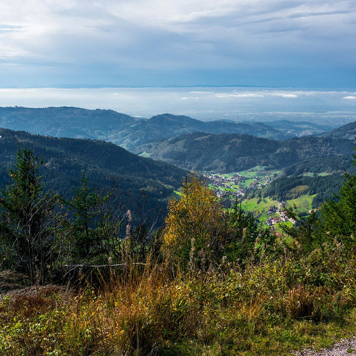 Schwarzwaldpanorama mit herbstlichen Bäumen, Fernsicht und wechselnder Vegetation.