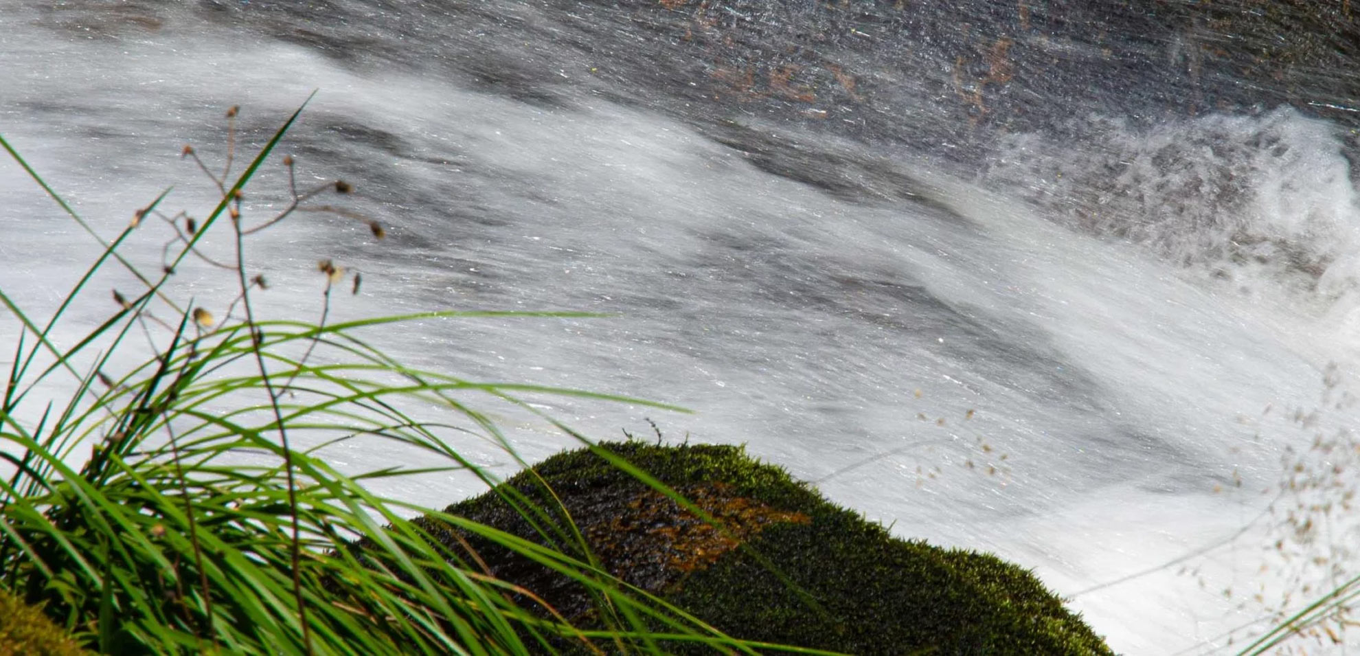 Nahaufnahme eines Bachufers mit Gras und Wassertropfen auf den Halmen.