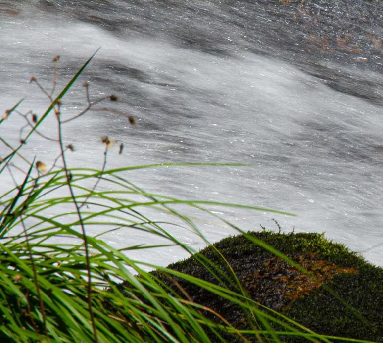 Nahaufnahme eines naturbelassenen Bachs mit hochgewachsenem Gras im Vordergrund, unscharfer Wasserlauf im Hintergrund.