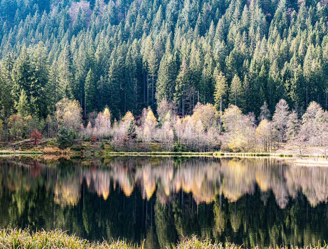 Stiller See, eingefasst von Wald mit herbstlicher Färbung, ruhige Wasseroberfläche reflektiert die umliegenden Bäume.