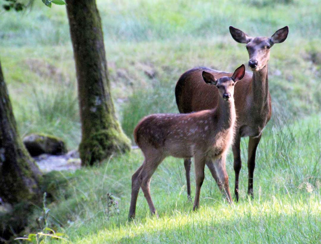 Zwei Rehe auf einer Wiese im Schwarzwald.
